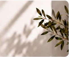 Plant shadow in warm light